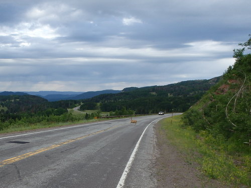 GDMBR: ... Deer, just around the corner!